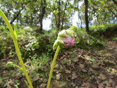 Iostephane heterophylla