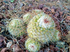 Mammillaria bombycina