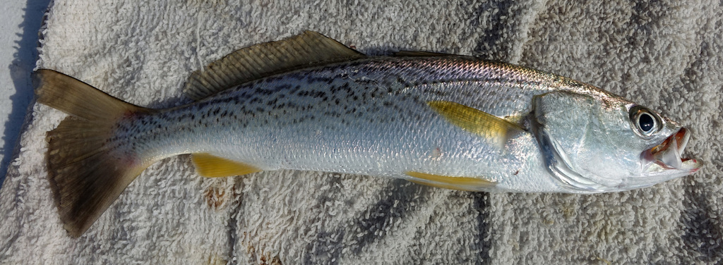 Bastard trout (Cynoscion regalis) — Sciaenidae