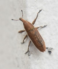 Lixus ochraceus