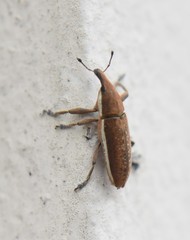 Lixus ochraceus