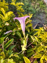 Ipomoea × leucantha