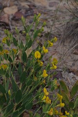 Rafnia elliptica