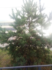 Pinus sylvestris