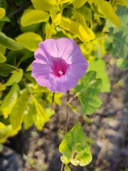 Ipomoea × leucantha