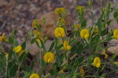 Rafnia elliptica