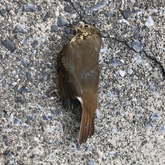 Catharus ustulatus
