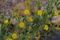 Rafnia elliptica