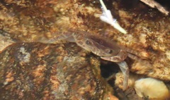 Potamoidea