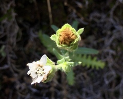 Perezia multiflora sonchifolia