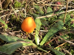 Hygrocybe conicoides
