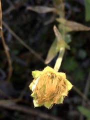 Perezia multiflora sonchifolia