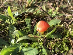 Hygrocybe conicoides