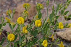 Rafnia elliptica