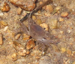 Potamoidea