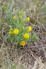 Rafnia elliptica