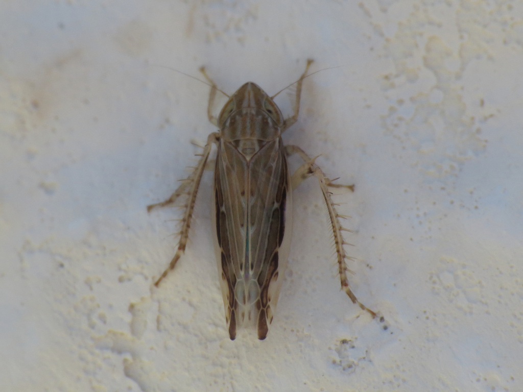 Mocydiopsis oranensis