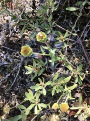 Perezia multiflora sonchifolia