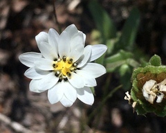 Perezia multiflora sonchifolia