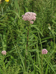 Eupatorium lindleyanum