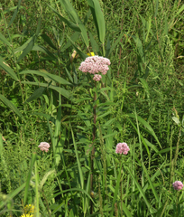 Eupatorium lindleyanum