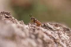 Callicera