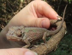 Bradypodion caeruleogula
