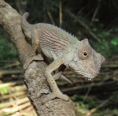 Bradypodion caeruleogula