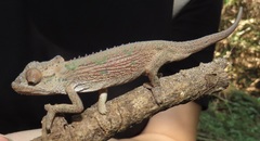 Bradypodion caeruleogula