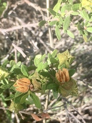 Croton montevidensis