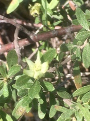 Croton montevidensis