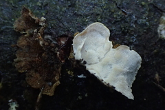 Skeletocutis carneogrisea