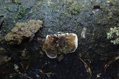 Skeletocutis carneogrisea