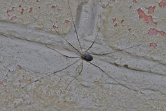 Opilio parietinus