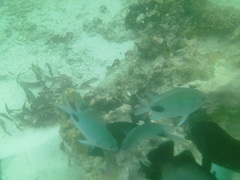 Abudefduf sparoides
