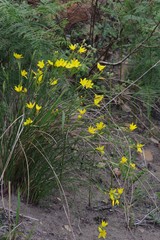 Bobartia macrocarpa