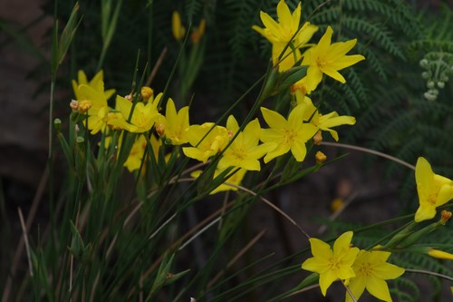 Grassveld Rushiris (Bobartia macrocarpa)