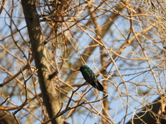 Chlorostilbon lucidus