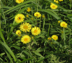 Inula japonica