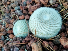 Mammillaria albilanata