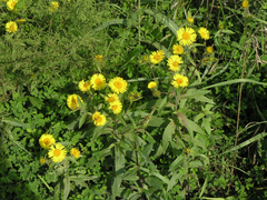 Inula japonica