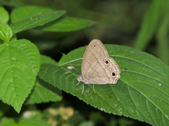 Cissia themis