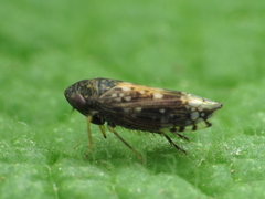 Neoaliturus guttulatus