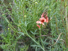 Indigofera complanata