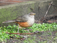 Turdus rufiventris