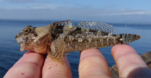 Plumose sculpin (Artedius harringtoni) — Cottidae — 2