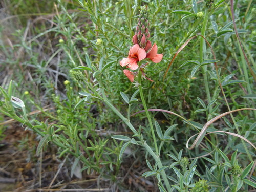 Image of Indigofera complanata by no rights reserved