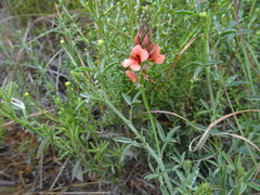 Indigofera complanata