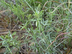 Indigofera complanata