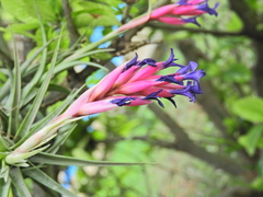 Tillandsia aeranthos